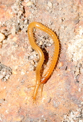 Geophilidae