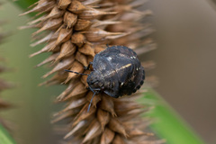 Eurygaster testudinaria