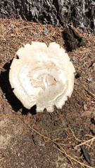 Neolentinus