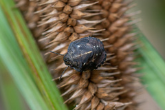 Eurygaster testudinaria