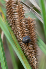 Eurygaster testudinaria