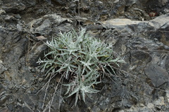 Stephanomeria cichoriacea