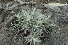 Stephanomeria cichoriacea