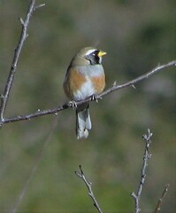 Saltatricula multicolor