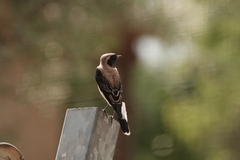 Oenanthe melanoleuca