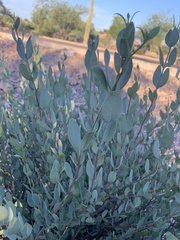 Simmondsia chinensis