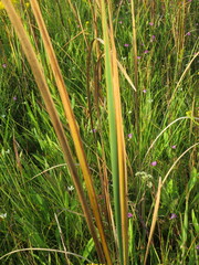 Typha angustifolia