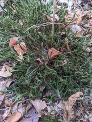 Polytrichum formosum