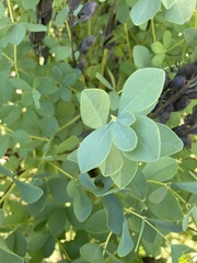 Baptisia australis