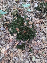 Polytrichum formosum