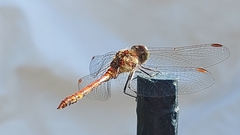 Sympetrum striolatum
