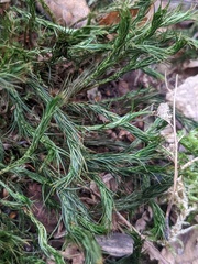 Polytrichum formosum