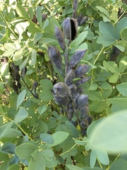 Baptisia australis
