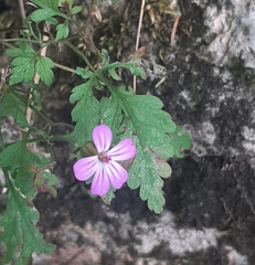 Geranium robertianum