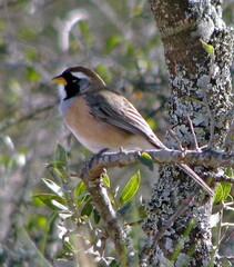 Saltatricula multicolor