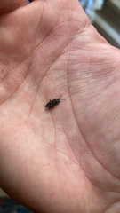 Melacoryphus lateralis