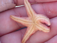 Henricia