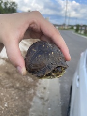 Terrapene carolina triunguis