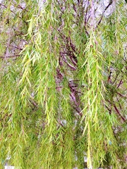 Leptospermum madidum