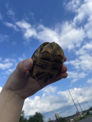 Terrapene carolina triunguis