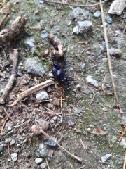 Anoplotrupes stercorosus