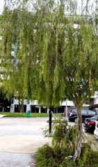 Leptospermum madidum