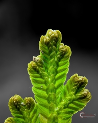 Selaginellaceae