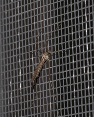 Limoniidae