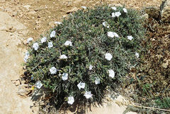 Convolvulus oleifolius