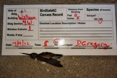 Archilochus colubris