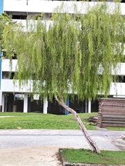 Leptospermum madidum
