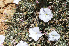 Convolvulus oleifolius