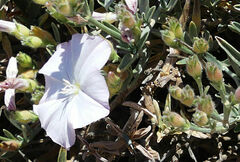 Convolvulus oleifolius