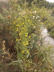 Jacobaea