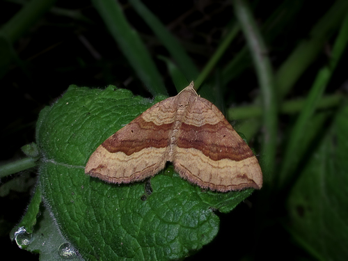 Rudasis pievasprindis nuotrauka