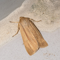 Mythimna oxygala
