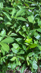 Syngonium podophyllum