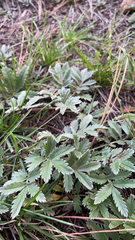 Potentilla hippiana
