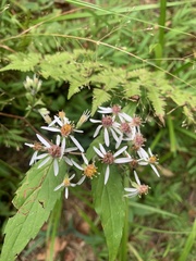 Eurybia