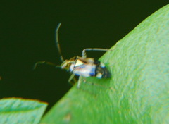 Liocoris tripustulatus