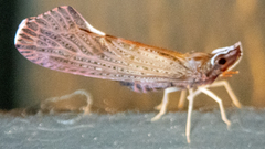 Apache degeeri