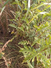 Jacobaea
