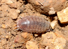 Holoverticata