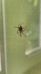 Hippoboscidae