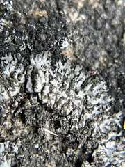 Phaeophyscia pusilloides