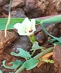 Xenostegia tridentata