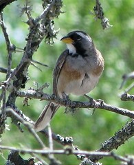 Saltatricula multicolor