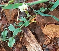 Xenostegia tridentata