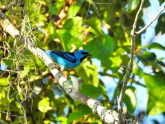 Dacnis cayana