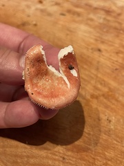 Russula paludosa